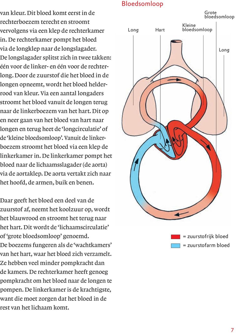 Via een aantal longaders stroomt het bloed vanuit de longen terug naar de linkerboezem van het hart.