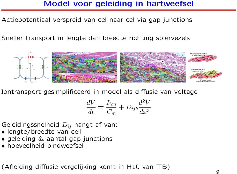 van voltage Iion d2 V dv = + Dijk 2 dt Cm dx Geleidingssnelheid Dij hangt af van: lengte/breedte van cell