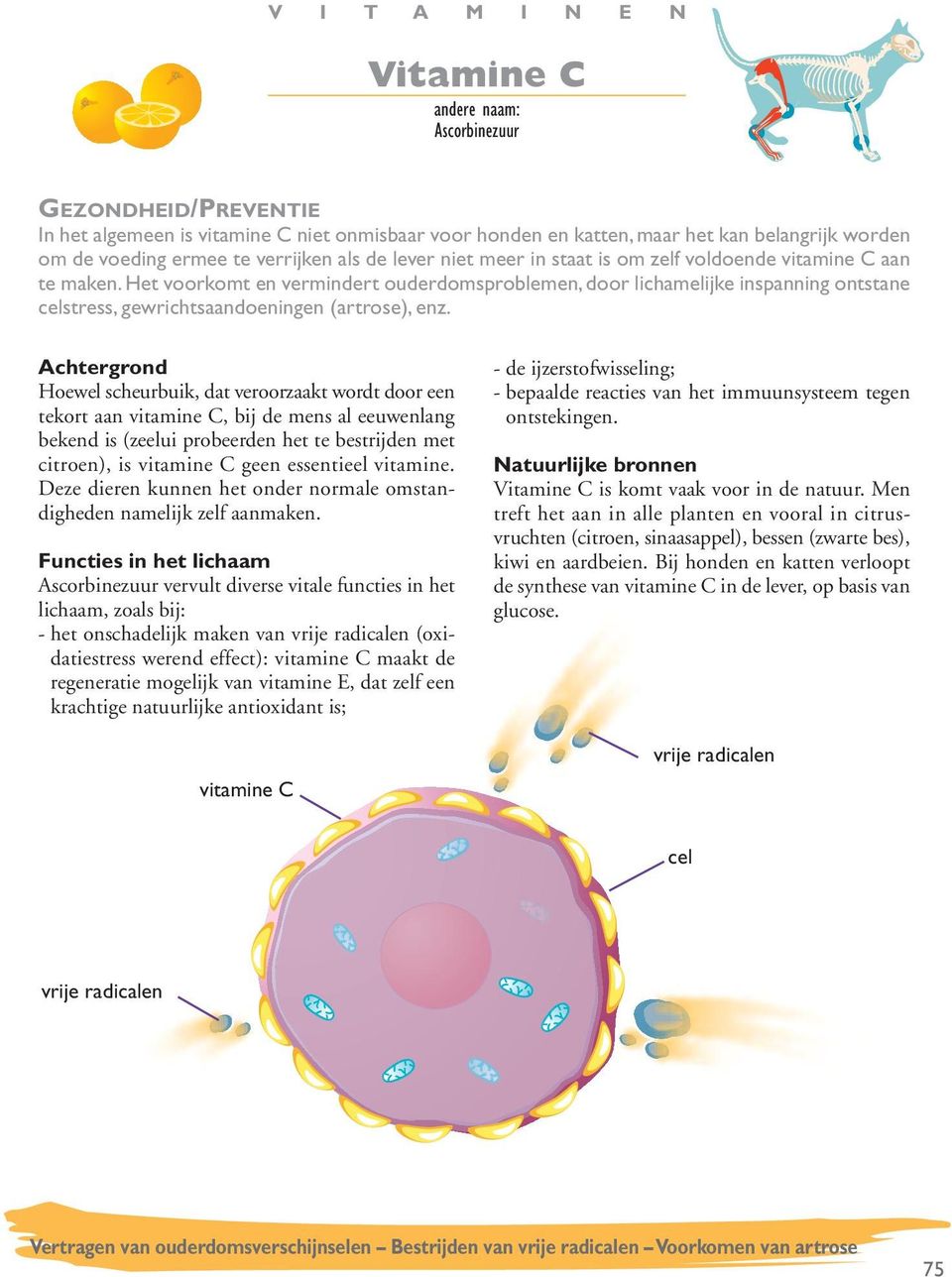 Hoewel scheurbuik, dat veroorzaakt wordt door een tekort aan vitamine C, bij de mens al eeuwenlang bekend is (zeelui probeerden het te bestrijden met citroen), is vitamine C geen essentieel vitamine.