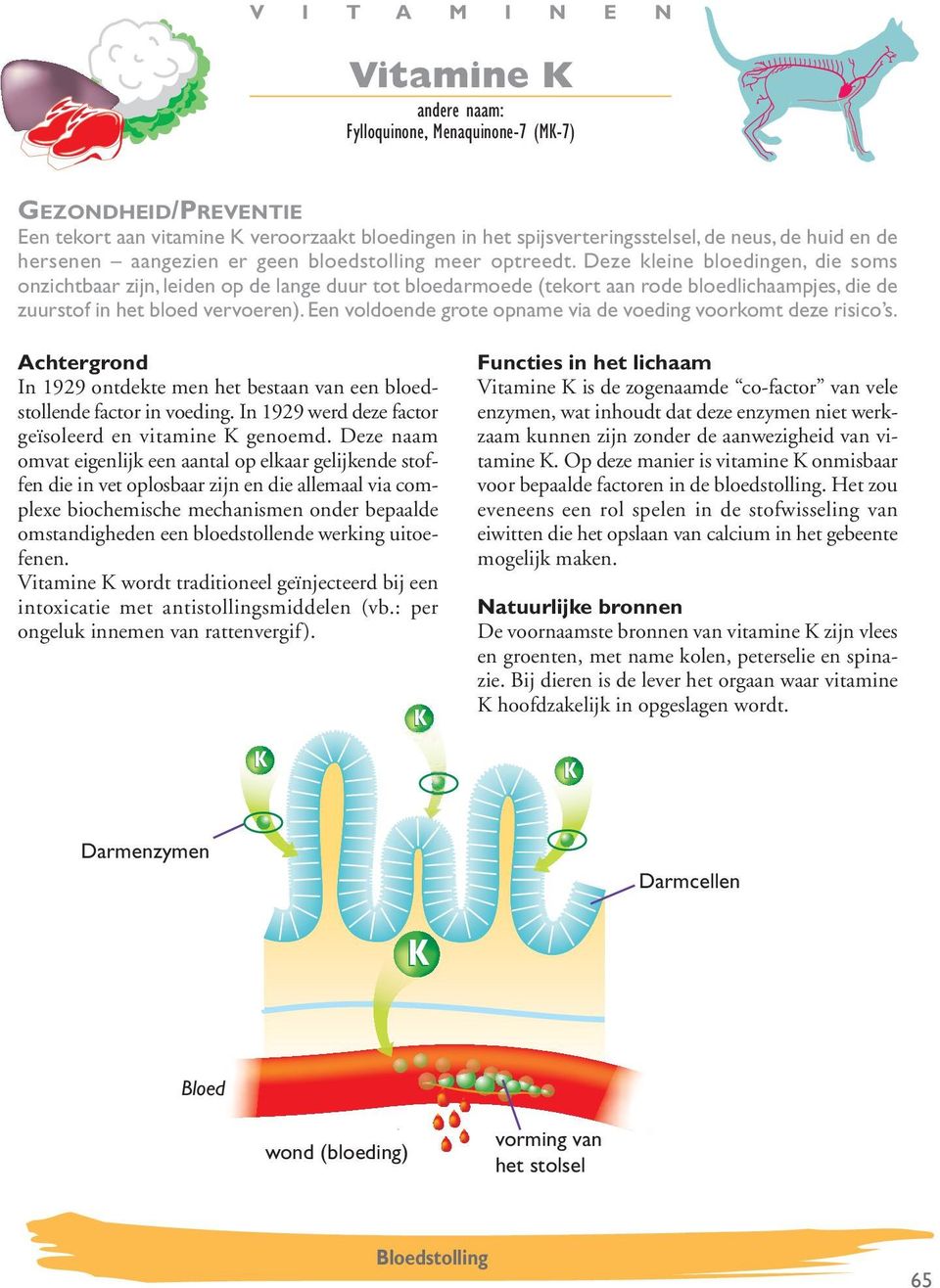 Een voldoende grote opname via de voeding voorkomt deze risico s. In 1929 ontdekte men het bestaan van een bloedstollende factor in voeding. In 1929 werd deze factor geïsoleerd en vitamine K genoemd.