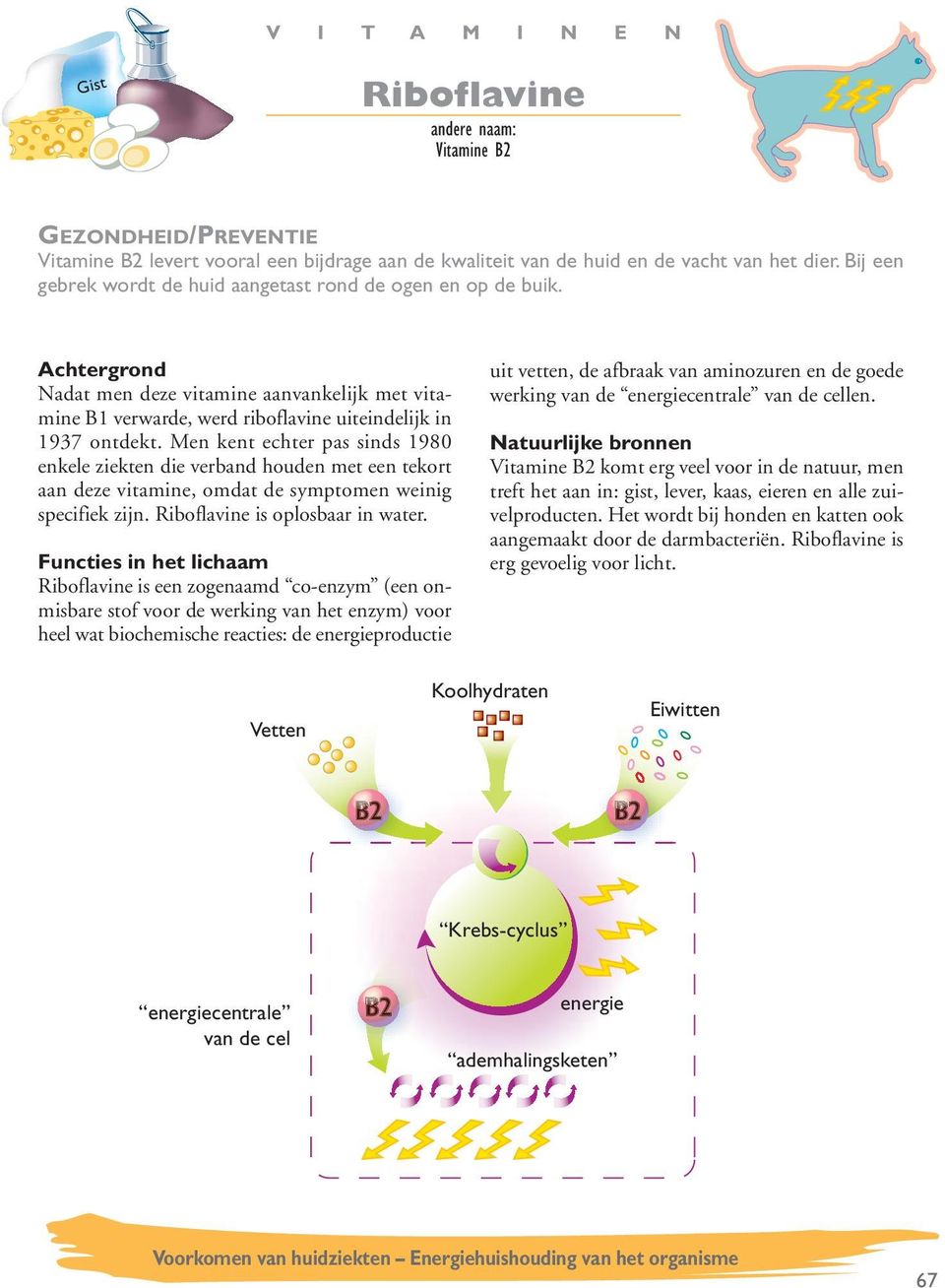 Men kent echter pas sinds 1980 enkele ziekten die verband houden met een tekort aan deze vitamine, omdat de symptomen weinig specifiek zijn. Riboflavine is oplosbaar in water.