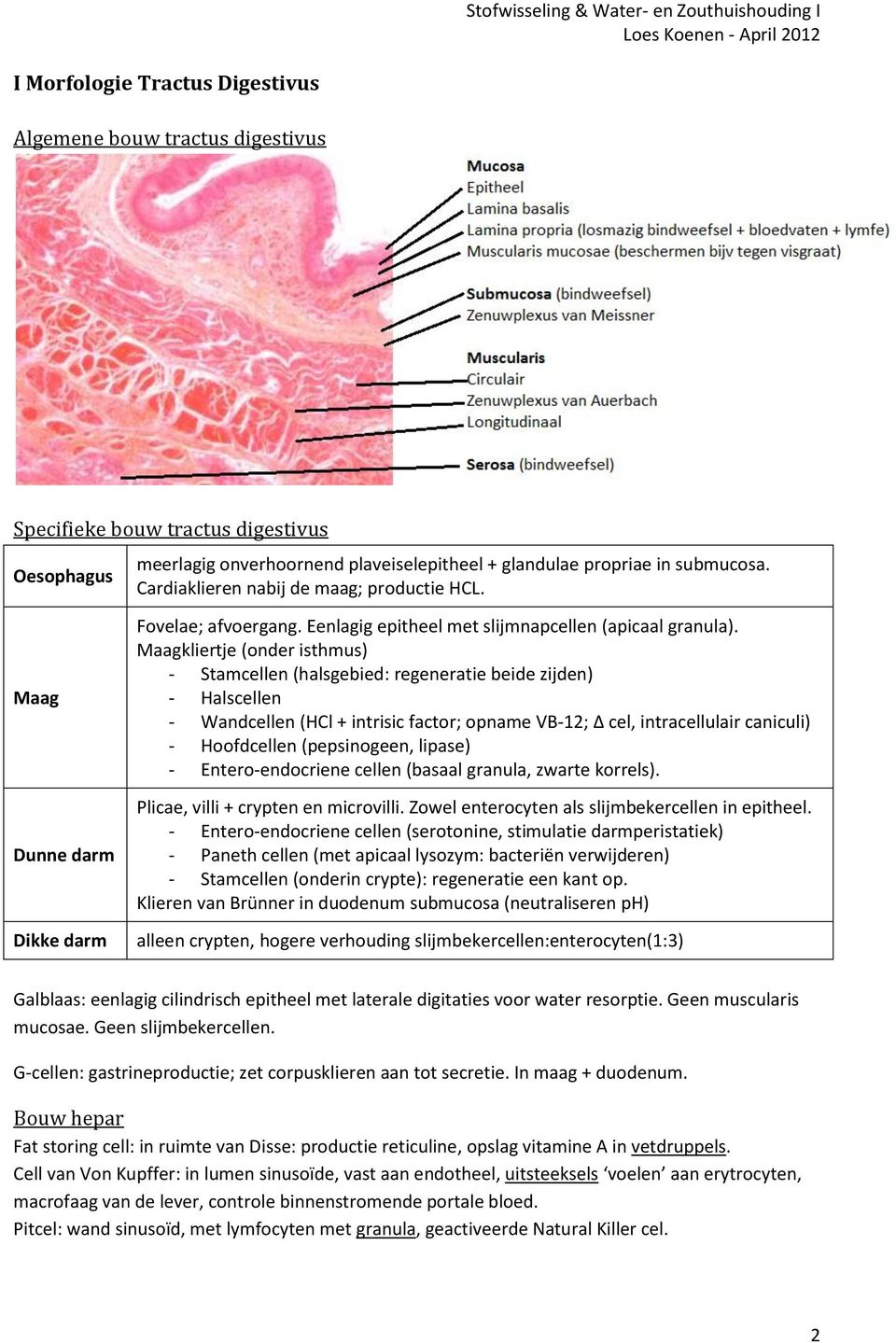 Maagkliertje (onder isthmus) - Stamcellen (halsgebied: regeneratie beide zijden) - Halscellen - Wandcellen (HCl + intrisic factor; opname VB-12; cel, intracellulair caniculi) - Hoofdcellen