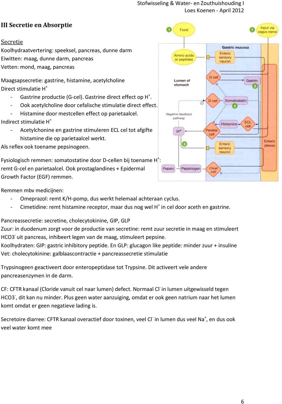 - Histamine door mestcellen effect op parietaalcel. Indirect stimulatie H + - Acetylchonine en gastrine stimuleren ECL cel tot afgifte histamine die op parietaalcel werkt.