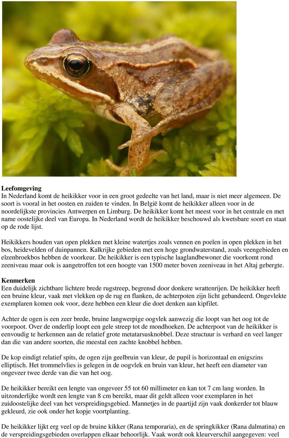 In Nederland wordt de heikikker beschouwd als kwetsbare soort en staat op de rode lijst.