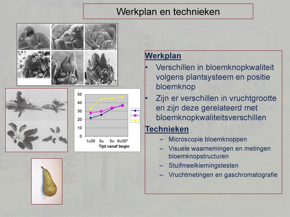 zijn deze gerelateerd met bloemknopkwaliteitsverschillen Technieken Microscopie bloemknoppen Visuele