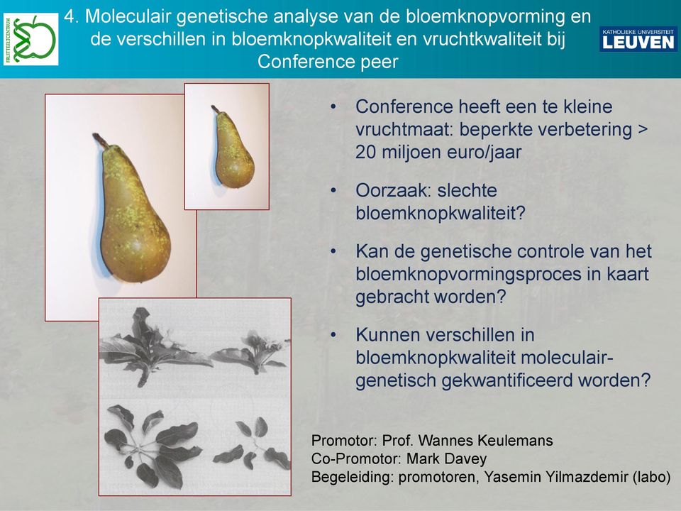 Kan de genetische controle van het bloemknopvormingsproces in kaart gebracht worden?