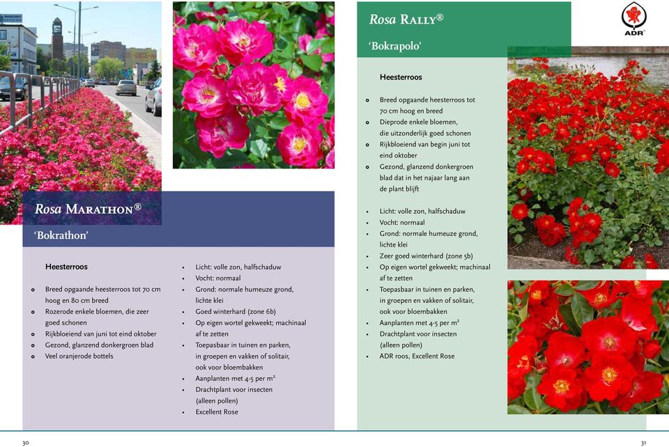 groepen en vakken of solitair, ook voor bloembakken Aanplanten met 4-5 per m 2 Drachtplant voor insecten (alleen pollen) Excellent Rose Breed opgaande heesterroos tot 70 cm hoog en breed Dieprode