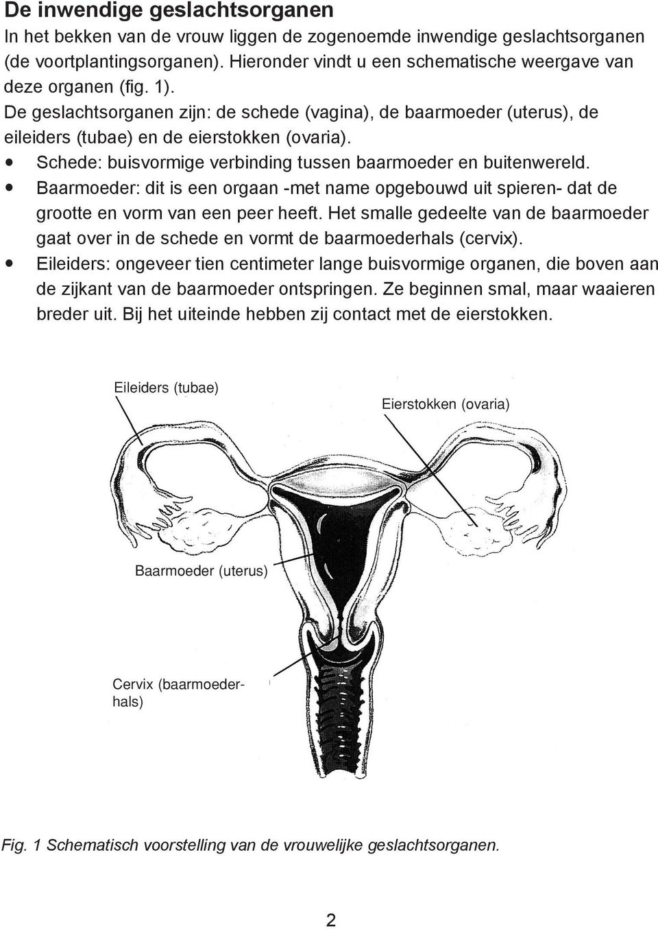 Baarmoeder: dit is een orgaan -met name opgebouwd uit spieren- dat de grootte en vorm van een peer heeft.