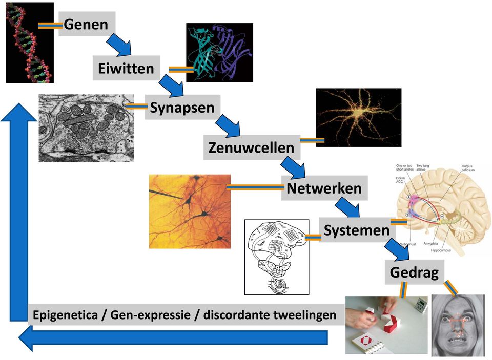 Systemen Gedrag Epigenetica
