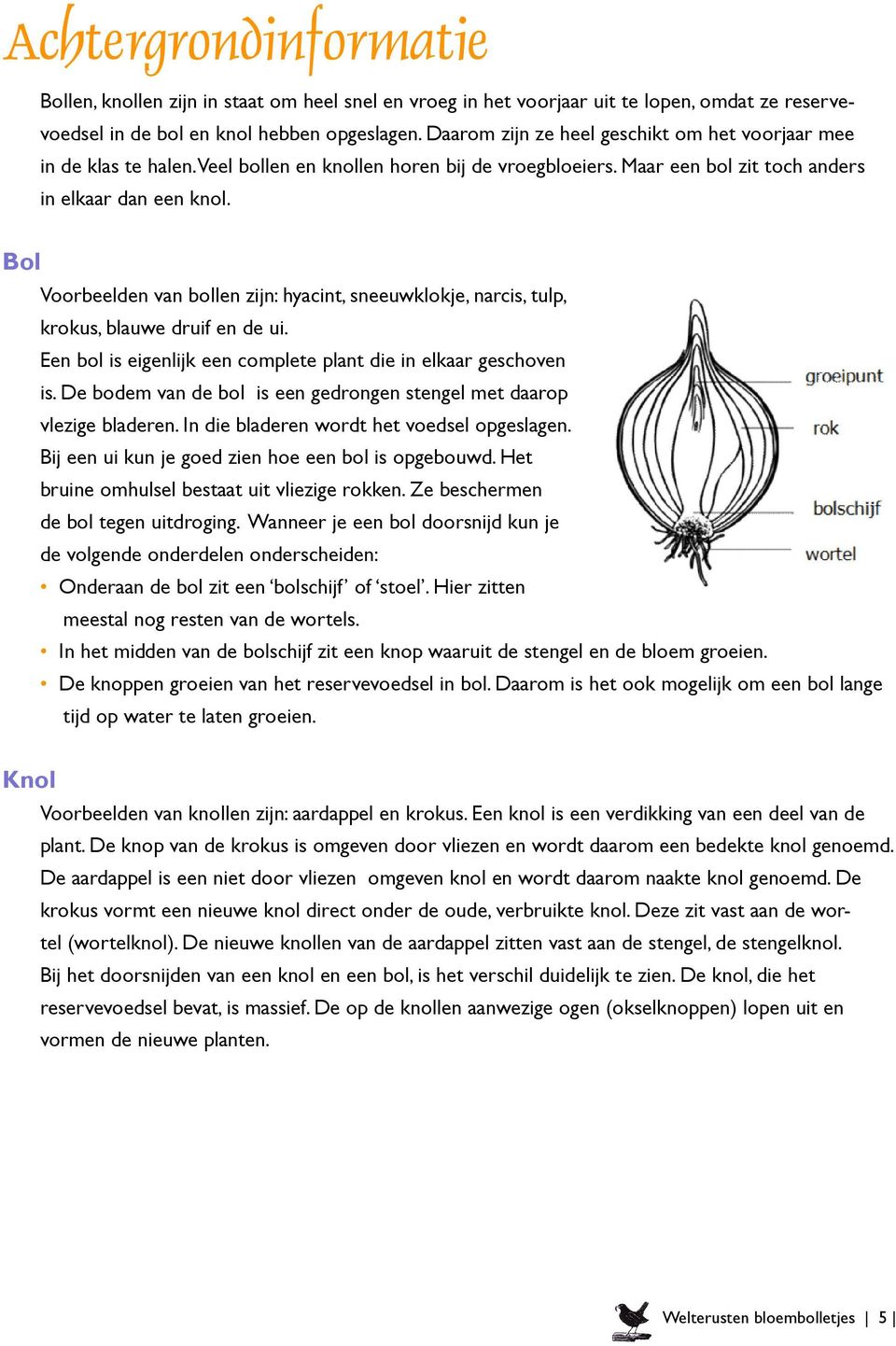 Bol Voorbeelden van bollen zijn: hyacint, sneeuwklokje, narcis, tulp, krokus, blauwe druif en de ui. Een bol is eigenlijk een complete plant die in elkaar geschoven is.