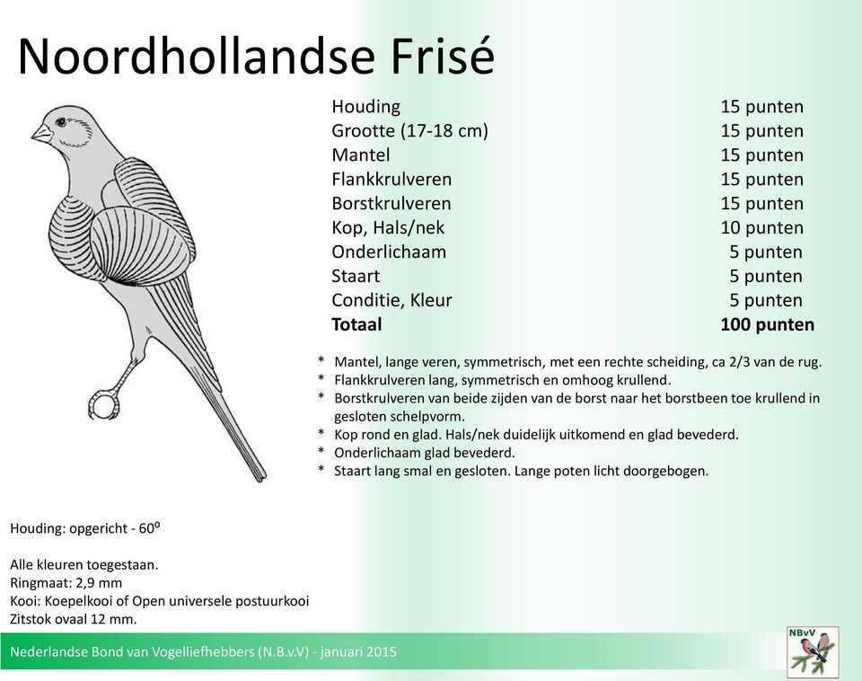 * Borstkrulveren van beide zijden van de borst naar het borstbeen toe krullend in gesloten schelpvorm. * Kop rond en glad.