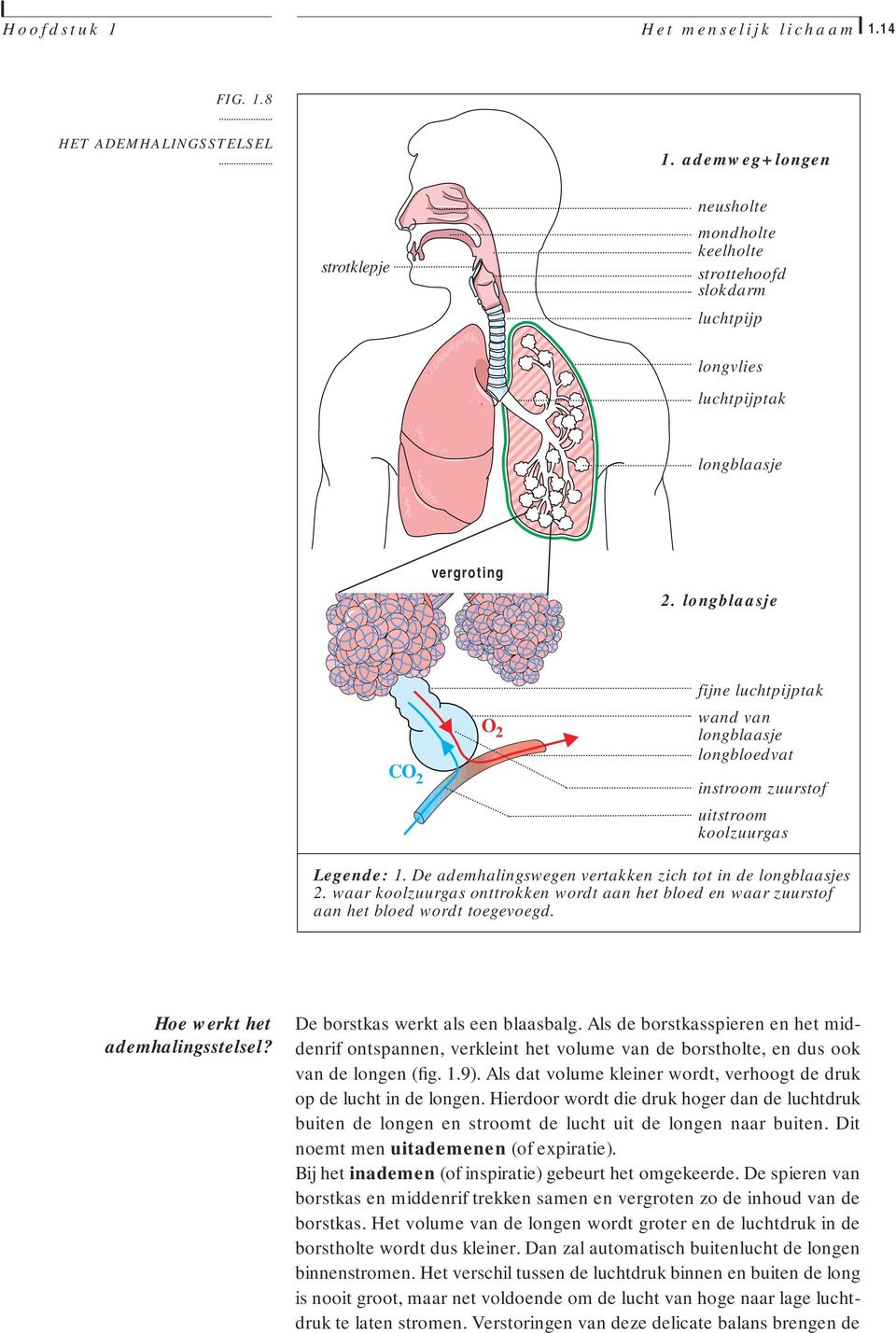 waar koolzuurgas onttrokken wordt aan het bloed en waar zuurstof aan het bloed wordt toegevoegd. Hoe werkt het ademhalingsstelsel? De borstkas werkt als een blaasbalg.