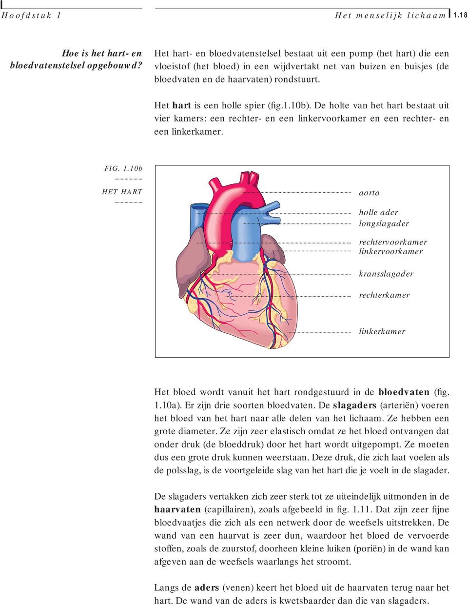 Het hart is een holle spier (fig.1.10b). De holte van het hart bestaat uit vier kamers: een rechter- en een linkervoorkamer en een rechter- en een linkerkamer. FIG. 1.