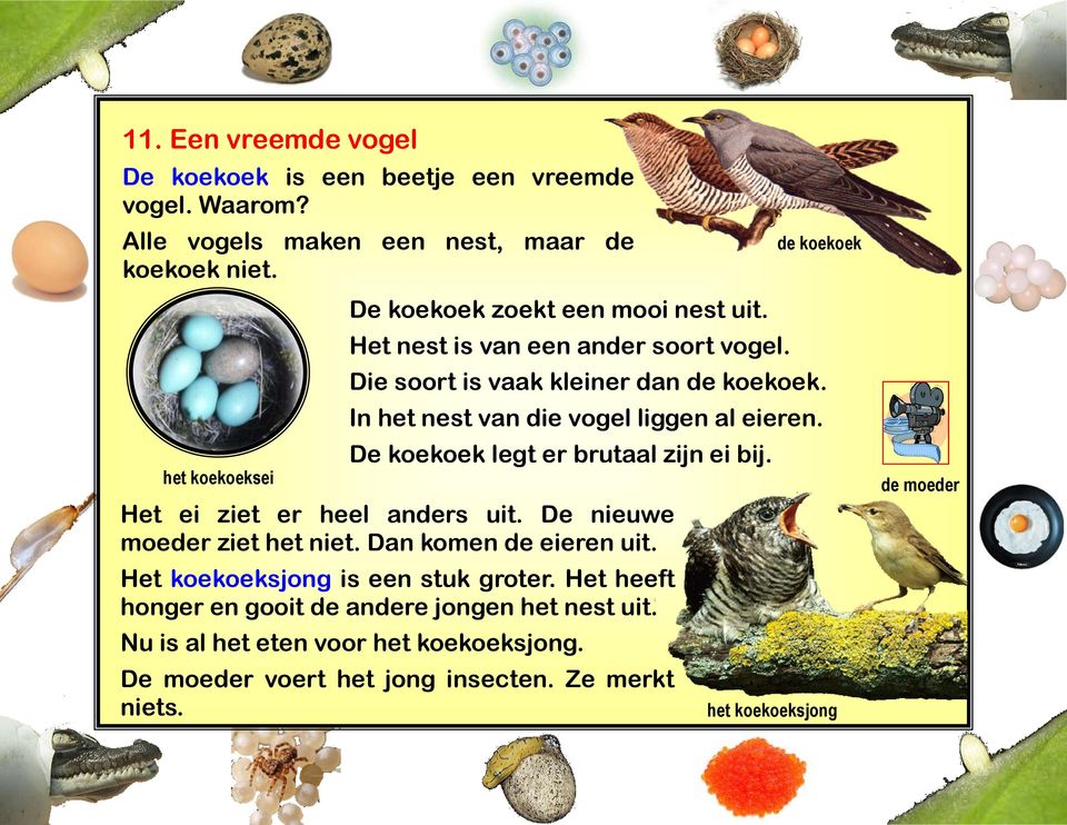 kleiner dan de koekoek In het nest van die vogel liggen al eieren De koekoek legt er brutaal zijn ei bij Het ei ziet er heel anders uit De nieuwe moeder ziet