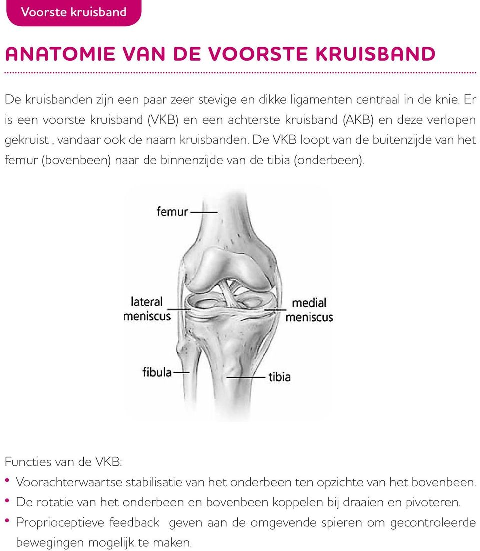 De VKB loopt van de buitenzijde van het femur (bovenbeen) naar de binnenzijde van de tibia (onderbeen).