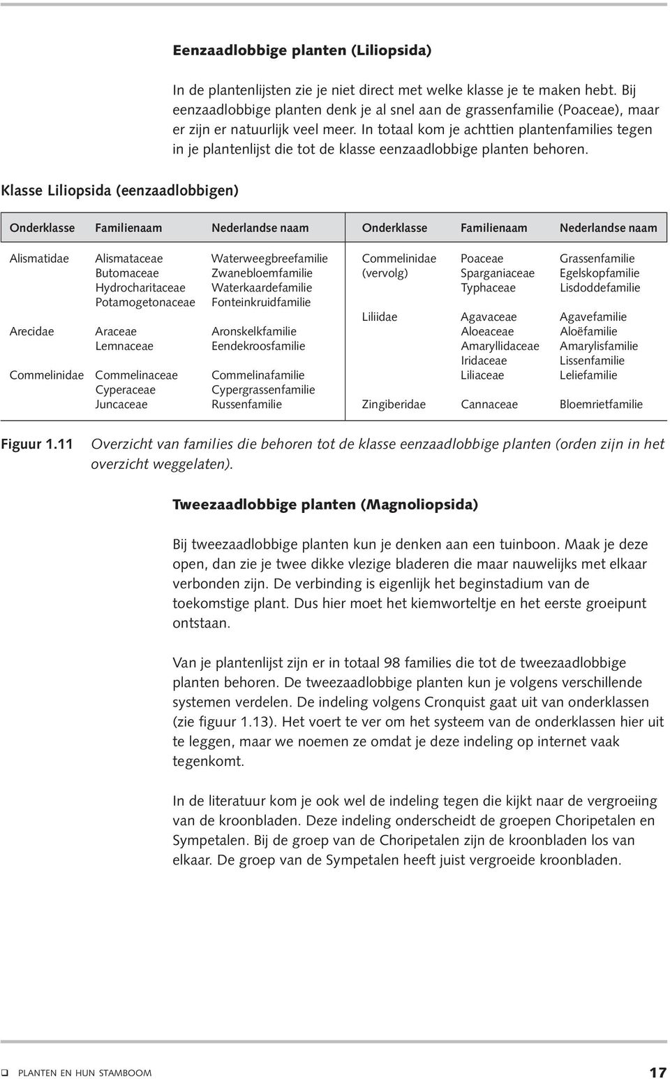 In totaal kom je achttien plantenfamilies tegen in je plantenlijst die tot de klasse eenzaadlobbige planten behoren.