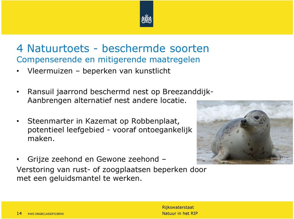 Steenmarter in Kazemat op Robbenplaat, potentieel leefgebied - vooraf ontoegankelijk maken.