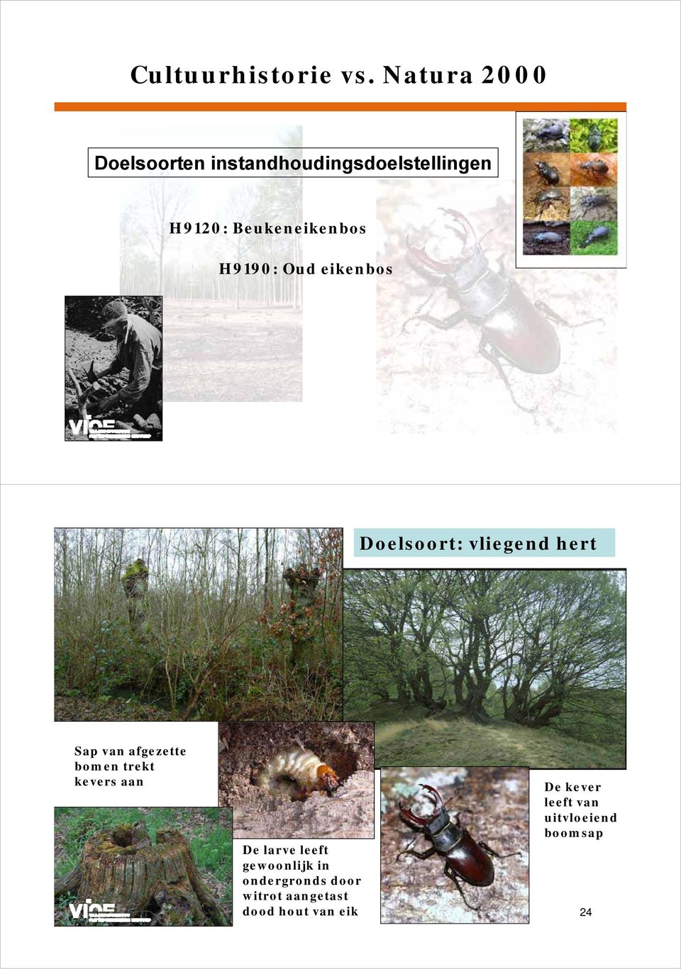 H9190: Oud eikenbos 23 Doelsoort: vliegend hert Sap van afgezette bomen
