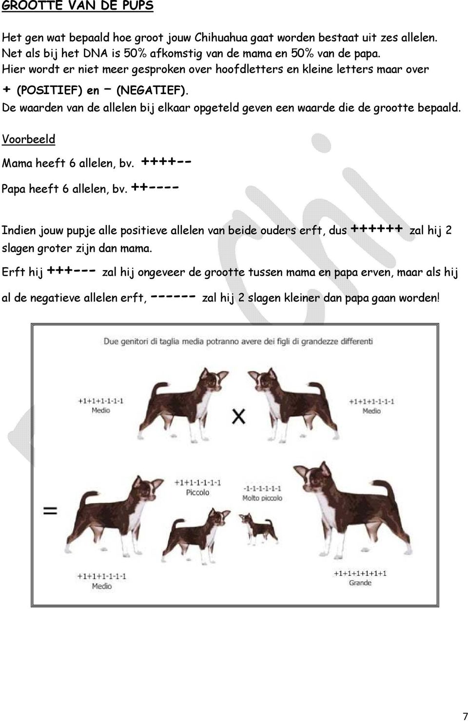 De waarden van de allelen bij elkaar opgeteld geven een waarde die de grootte bepaald. Voorbeeld Mama heeft 6 allelen, bv. ++++-- Papa heeft 6 allelen, bv.