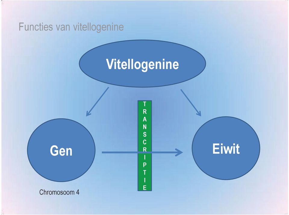 Vitellogenine Gen