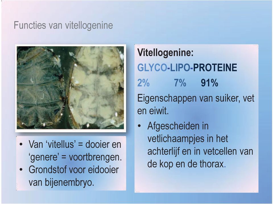 Vitellogenine: GLYCO-LIPO-PROTEINE 2% 7% 91% Eigenschappen van suiker,
