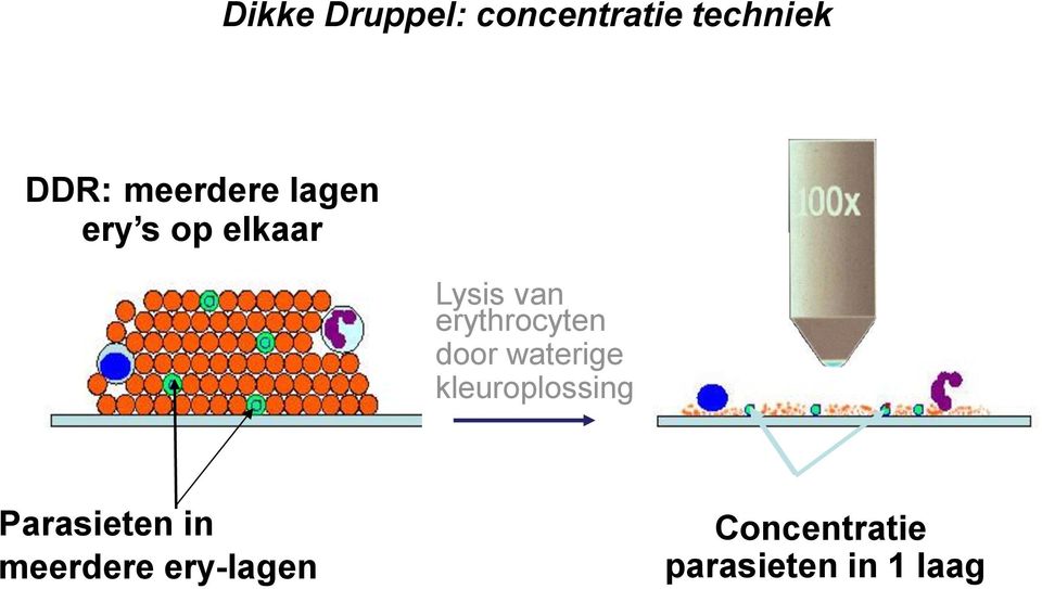 erythrocyten door waterige kleuroplossing