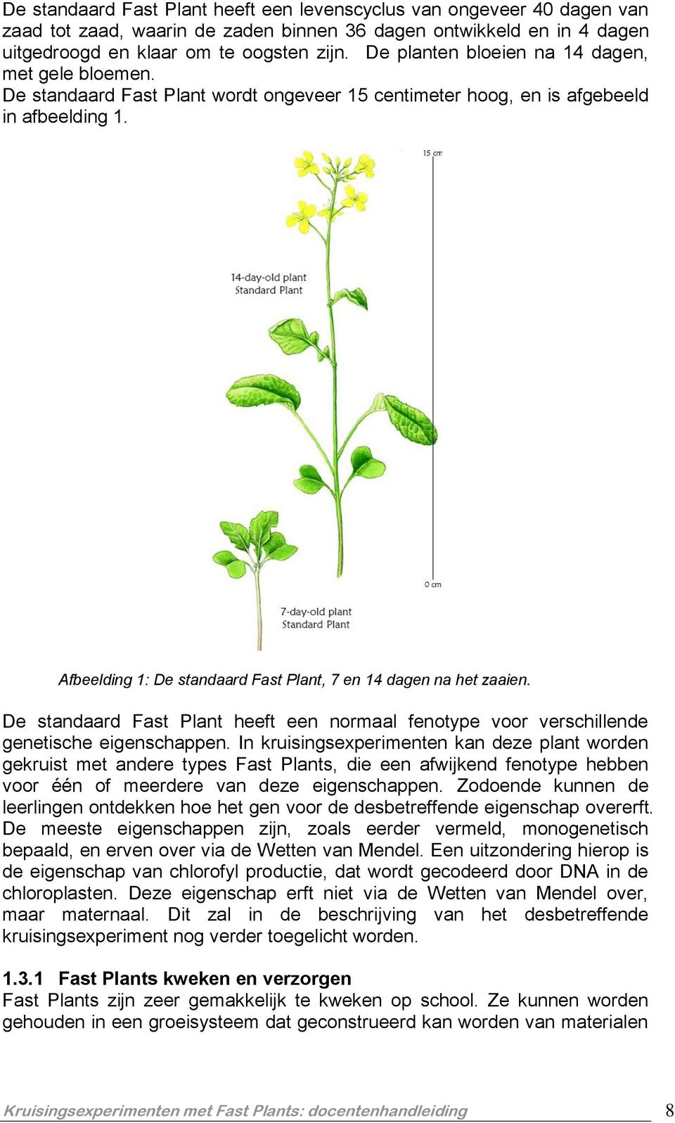 Afbeelding 1: De standaard Fast Plant, 7 en 14 dagen na het zaaien. De standaard Fast Plant heeft een normaal fenotype voor verschillende genetische eigenschappen.