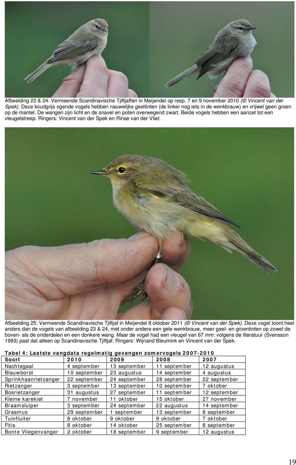 Beide vogels hebben een aanzet tot een vleugelstreep. Ringers: Vincent van der Spek en Rinse van der Vliet.