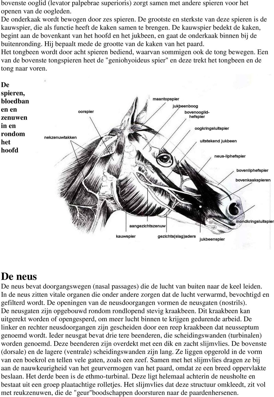 De kauwspier bedekt de kaken, begint aan de bovenkant van het hoofd en het jukbeen, en gaat de onderkaak binnen bij de buitenronding. Hij bepaalt mede de grootte van de kaken van het paard.
