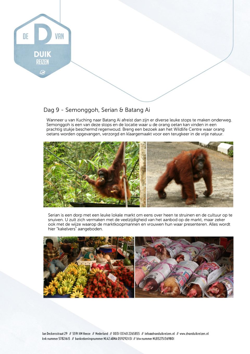 Breng een bezoek aan het Wildlife Centre waar orang oetans worden opgevangen, verzorgd en klaargemaakt voor een terugkeer in de vrije natuur.