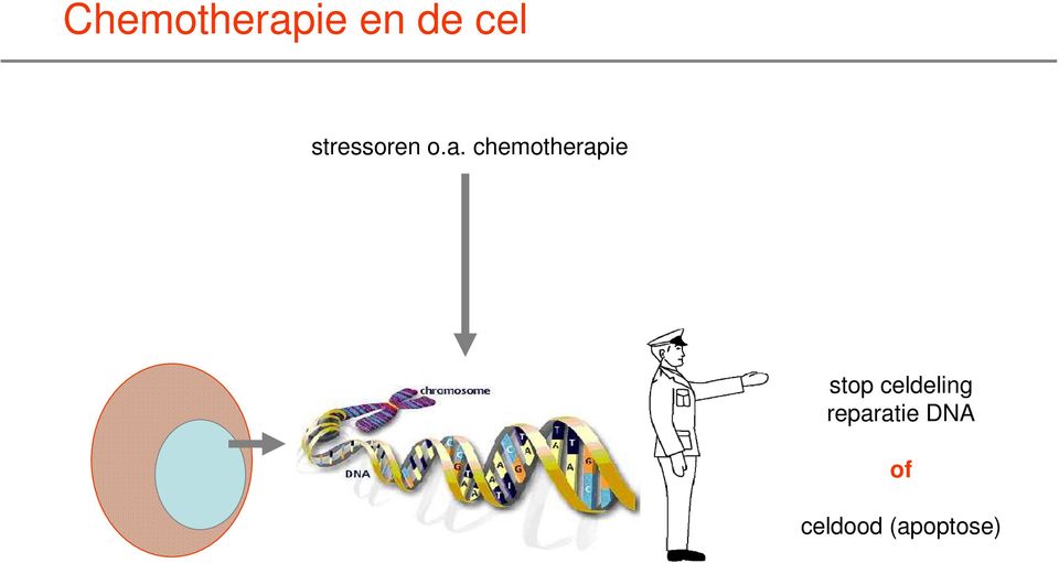 chemotherapie p53 stop