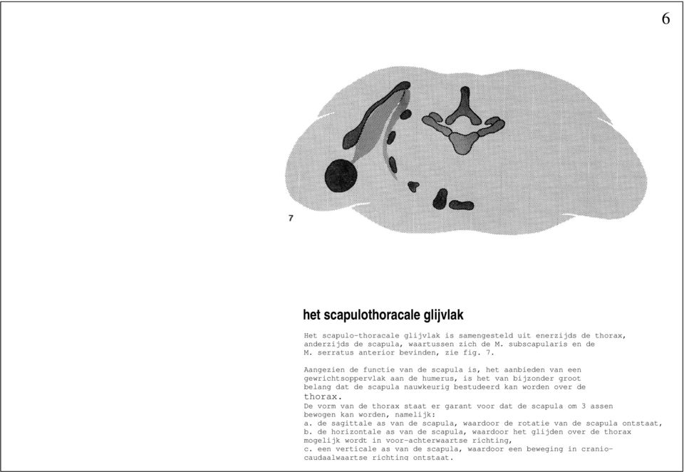 Aangezien de functie van de scapula is, het aanbieden van een gewrichtsoppervlak aan de humerus, is het van bijzonder groot belang dat de scapula nauwkeurig bestudeerd kan worden over de thorax.