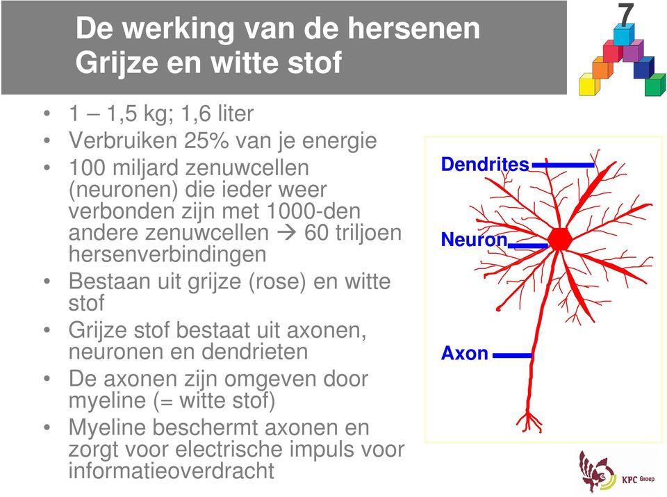 Bestaan uit grijze (rose) en witte stof Grijze stof bestaat uit axonen, neuronen en dendrieten De axonen zijn omgeven