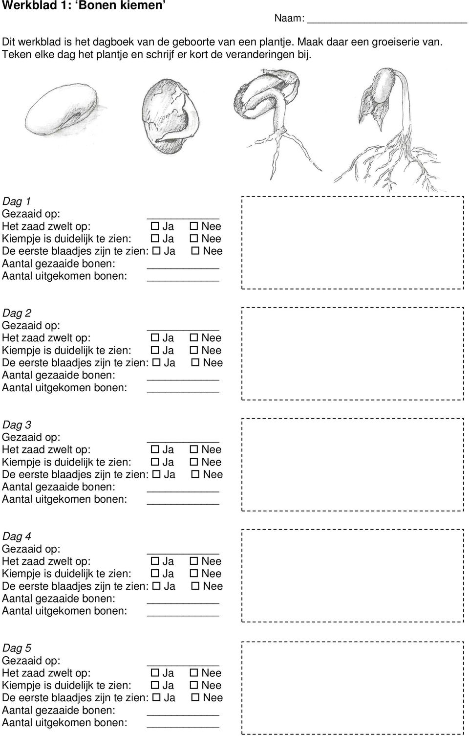 Dag 1 Aantal gezaaide bonen: Aantal uitgekomen bonen: Dag 2 Aantal gezaaide bonen: Aantal uitgekomen bonen: Dag 3