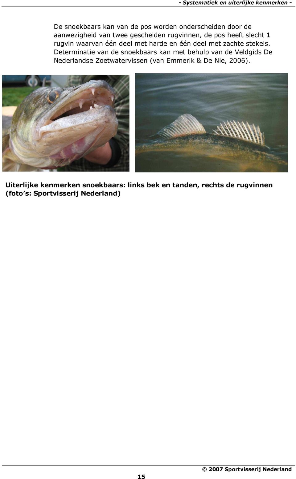 Determinatie van de snoekbaars kan met behulp van de Veldgids De Nederlandse Zoetwatervissen (van Emmerik & De Nie,