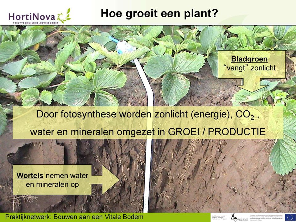 worden zonlicht (energie), CO 2, water en