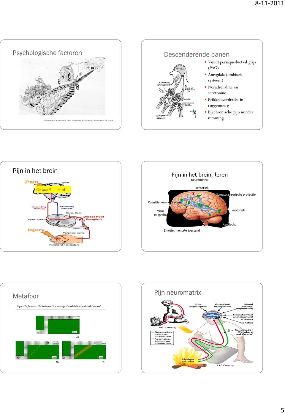 Prikkeloverdracht in ruggenmerg Bij chronische pijn minder remming Pijn in het brein Pijn in het brein, leren Neuromatrix