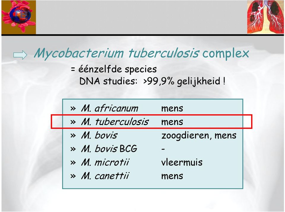 africanum mens» M. tuberculosis mens» M.