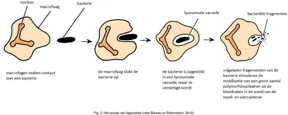 fagocytose (naar