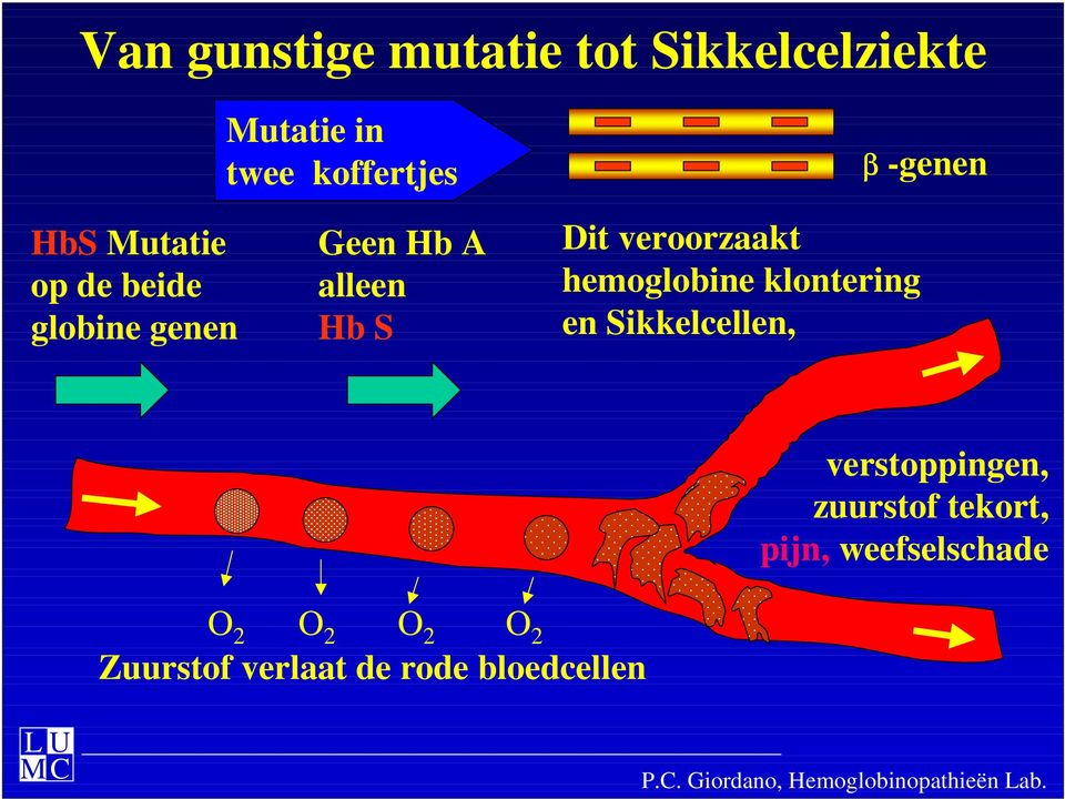 klontering en Sikkelcellen, verstoppingen, zuurstof tekort, pijn, weefselschade O 2