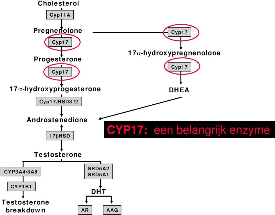 Cyp17/HSD3β2 Androstenedione 17βHSD CYP17: een belangrijk enzyme