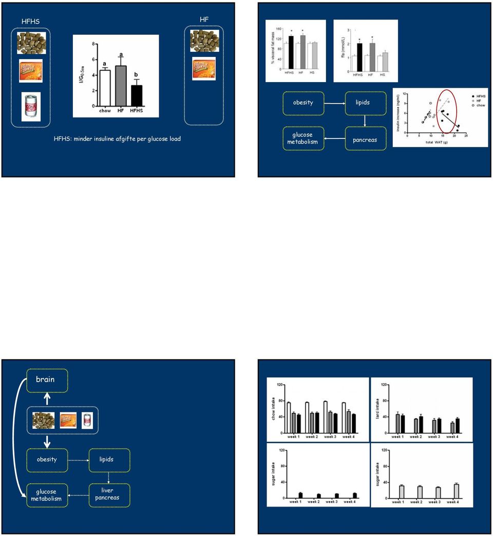 load glucose metabolism pancreas brain