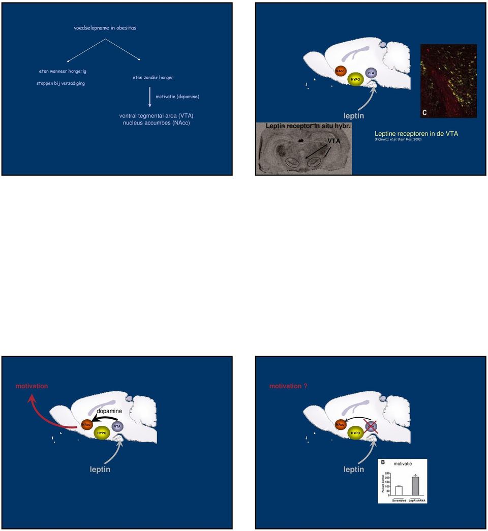 accumbes (NAcc) Leptin receptor in situ hybr.