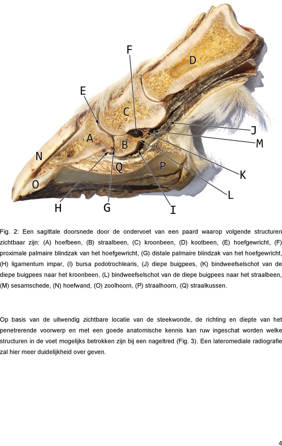 buigpees naar het kroonbeen, (L) bindweefselschot van de diepe buigpees naar het straalbeen, (M) sesamschede, (N) hoefwand, (O) zoolhoorn, (P) straalhoorn, (Q) straalkussen.