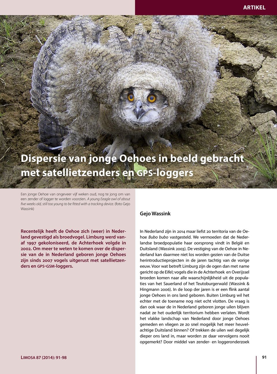 (foto Gejo Wassink) Gejo Wassink Recentelijk heeft de Oehoe zich (weer) in Nederland gevestigd als broedvogel. Limburg werd vanaf 1997 gekoloniseerd, de Achterhoek volgde in 2002.