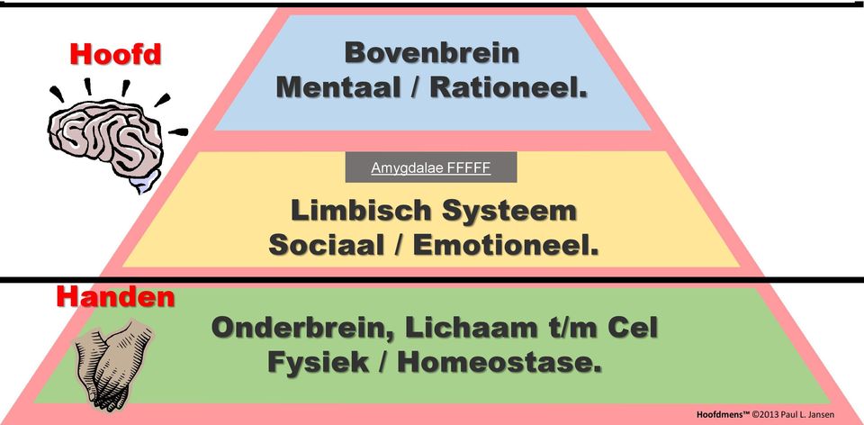 Amygdalae FFFFF Limbisch Systeem Sociaal / Emotioneel.