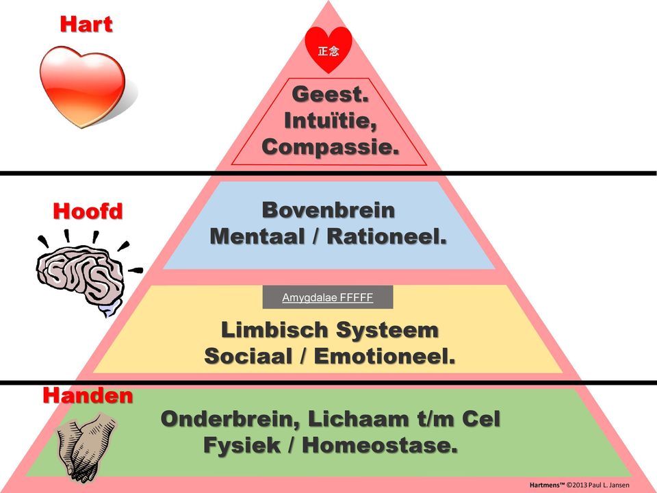Amygdalae FFFFF Limbisch Systeem Sociaal / Emotioneel.
