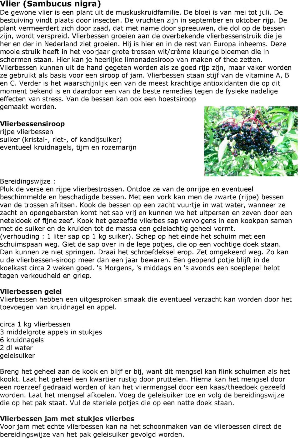 Vlierbessen groeien aan de overbekende vlierbessenstruik die je her en der in Nederland ziet groeien. Hij is hier en in de rest van Europa inheems.