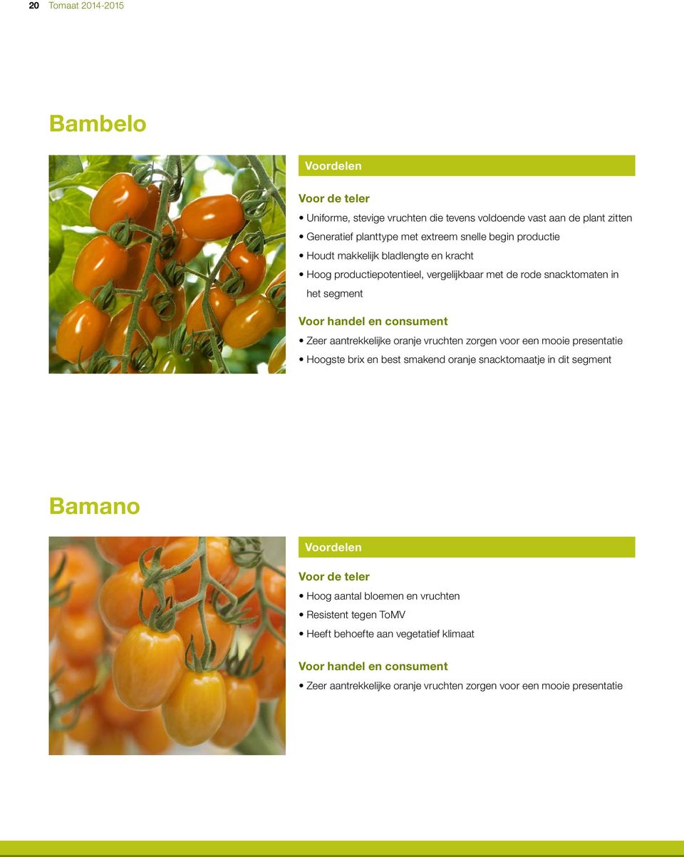 aantrekkelijke oranje vruchten zorgen voor een mooie presentatie Hoogste brix en best smakend oranje snacktomaatje in dit segment Bamano Hoog