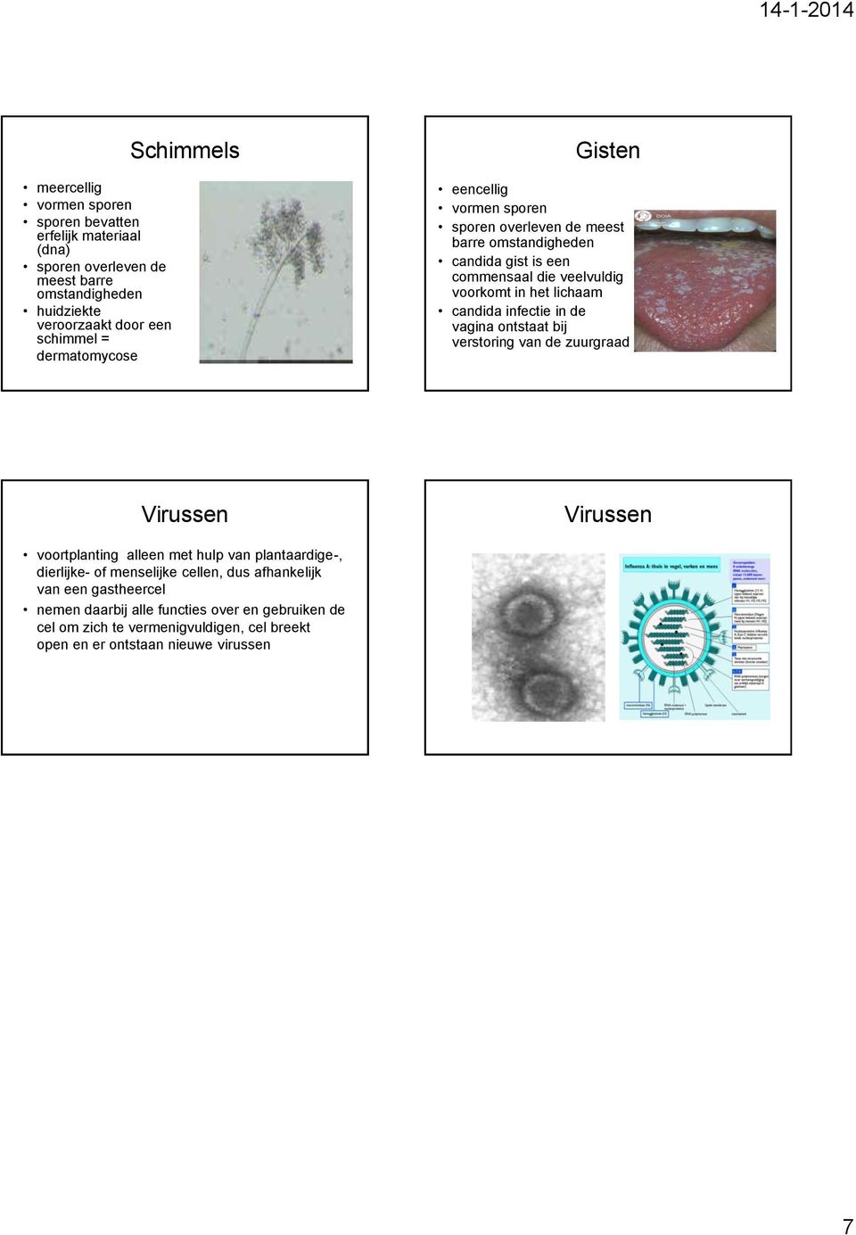 lichaam candida infectie in de vagina ontstaat bij verstoring van de zuurgraad Virussen voortplanting alleen met hulp van plantaardige-, dierlijke- of menselijke